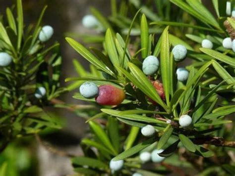 羅漢松會開花嗎|羅漢松會開花嗎？